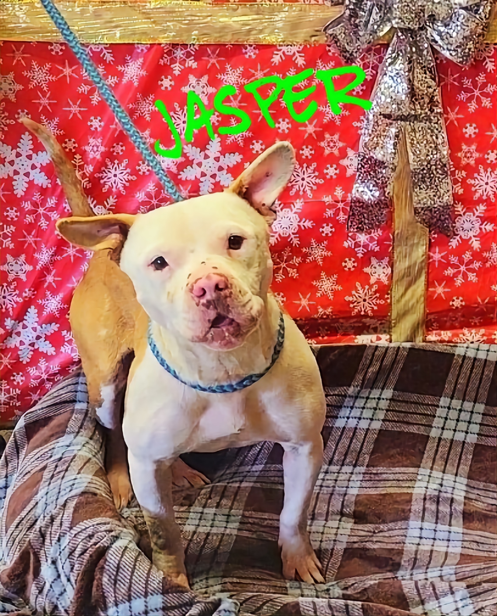 LewisUpshur Animal Control Facility Please Adopt Me