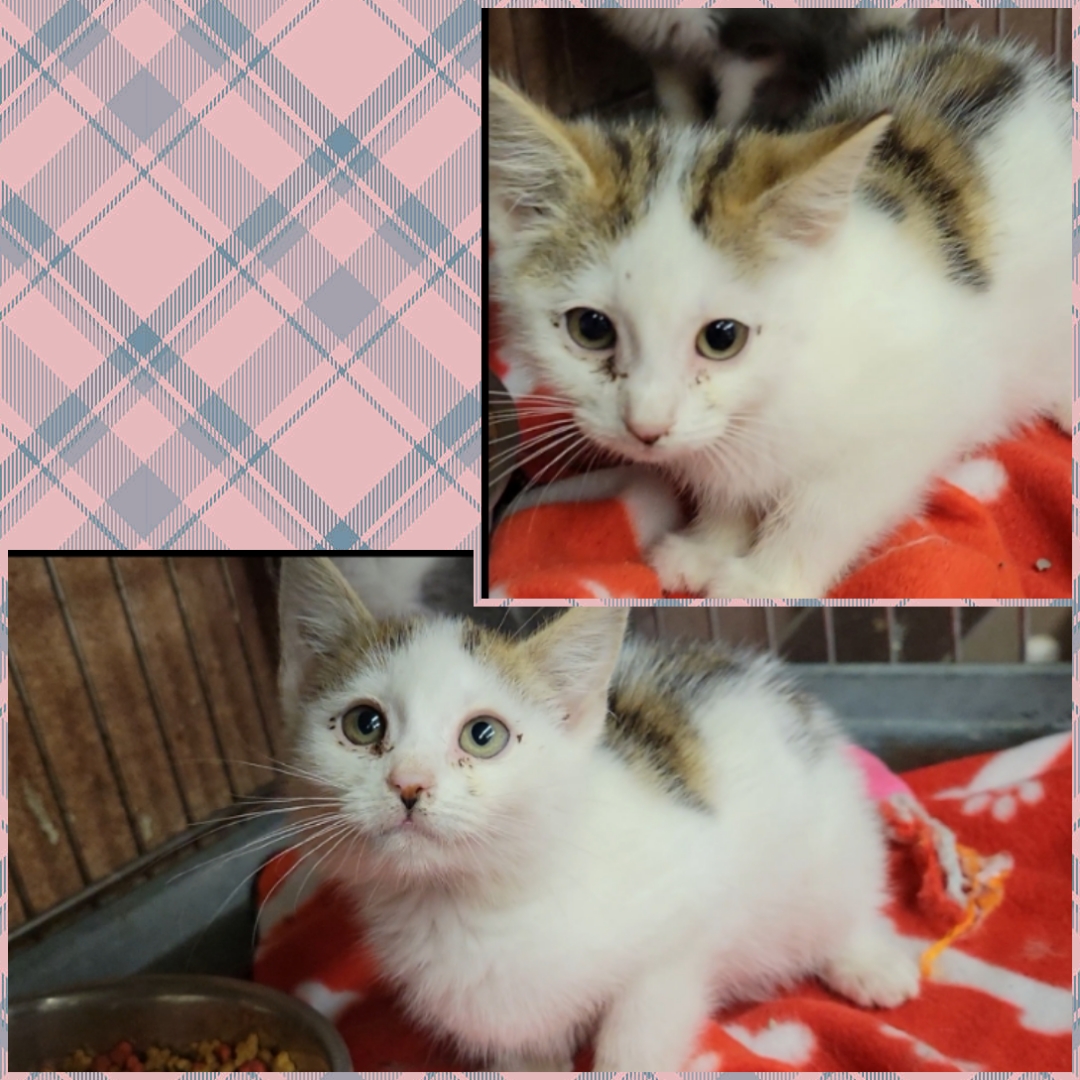 lewis-upshur-animal-control-facility-please-adopt-me